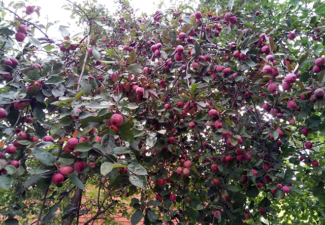 5 дел, которые позволят увеличить урожай яблок вдвое | В саду (l2luna.ru)