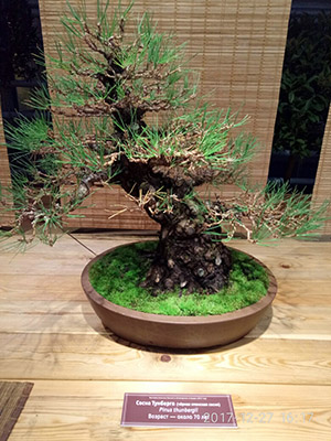 bonsai mozevelnik
